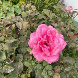 Meet your Posher, Krista